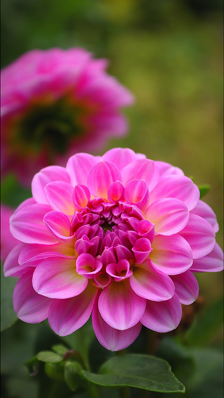 dahlia, pink flower, nature, macro flower, close up blossom, close-up of flower, perfection, botany, sacred geometry, summer, summery, flowery, fragrance, bright, radiant, very beautiful, beauty, pink, ornamental flower, ornamental plant