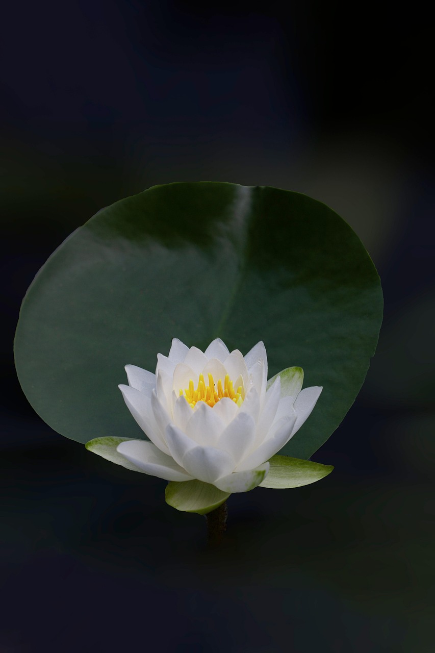 lotus, flower, water lily, beautiful flowers, white flower, plant, petals, white petals, flower background, flower wallpaper, nature, bloom, blossom, flora, close up, black wallpaper, black